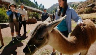 Conoce Awanakancha, el parque temático de camélidos en el Cusco